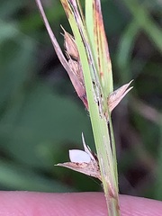 Scleria oligantha