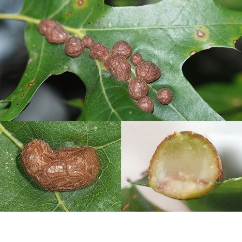 Oak Leaf Gall Midge