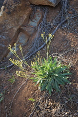 Crepis pleurocarpa