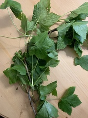 Ribes hudsonianum