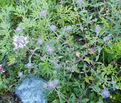 Ziziphora clinopodioides