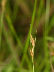 Rhynchospora capillacea