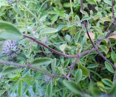 Ziziphora clinopodioides