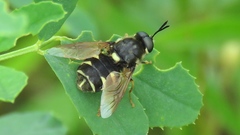 Stratiomys badia