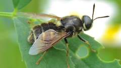 Stratiomys badia