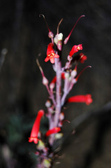 Penstemon centranthifolius