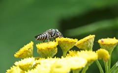 Boreocoelioxys