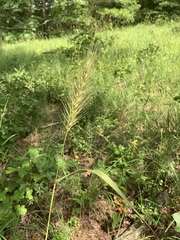 Elymus glabriflorus