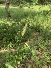 Elymus glabriflorus