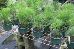 Psilotum