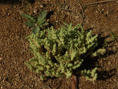 Herniaria hirsuta