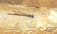 Argia tibialis