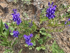 Scutellaria baicalensis