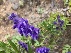 Scutellaria baicalensis