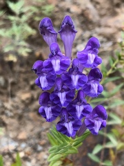 Scutellaria baicalensis