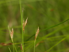 Rhynchospora capillacea