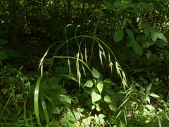 Bromus nottowayanus