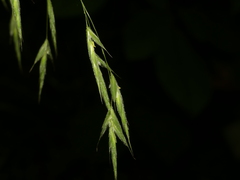 Bromus nottowayanus