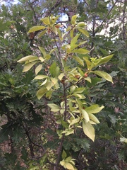 Prunus virginiana