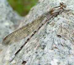 Argia vivida