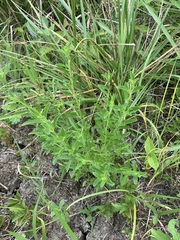 Mecardonia acuminata