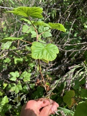 Ribes hudsonianum
