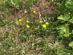 Potentilla drummondii