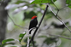 Ceratopipra rubrocapilla