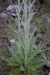 Cirsium douglasii
