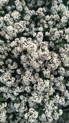 Pomaderris obcordata