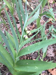 Maianthemum stellatum