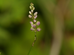 Polygala verticillata