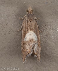 Dichrorampha simulana