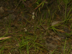 Polygala verticillata