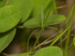 Polygala verticillata