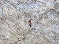 Temnothorax schaumii