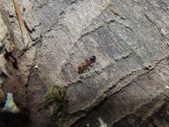 Temnothorax schaumii