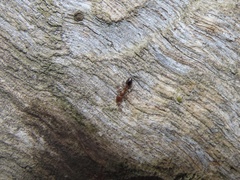 Temnothorax schaumii