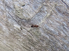 Temnothorax schaumii