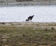 Himantopus novaezelandiae