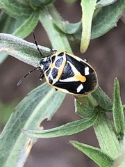 Eurydema gebleri