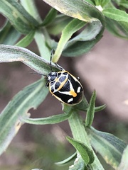 Eurydema gebleri