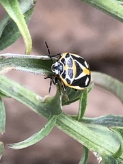 Eurydema gebleri