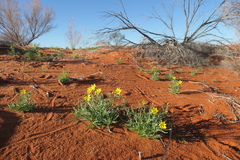 Senecio gregorii