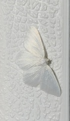 Protitame virginalis