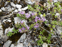 Thymus glabricaulis