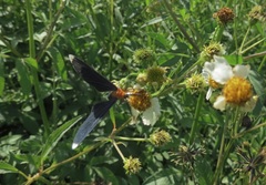 Melanchroia chephise