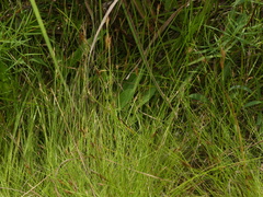 Rhynchospora capillacea