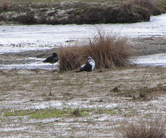 Himantopus novaezelandiae