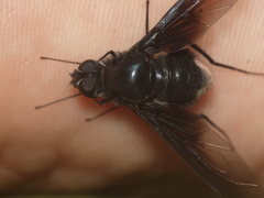 Anthrax aterrimus